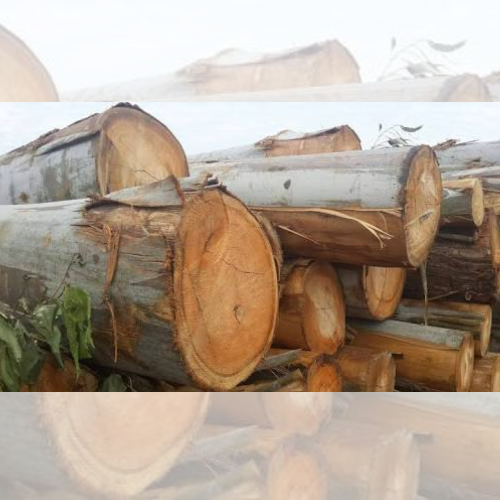 Eucalyptus Logs